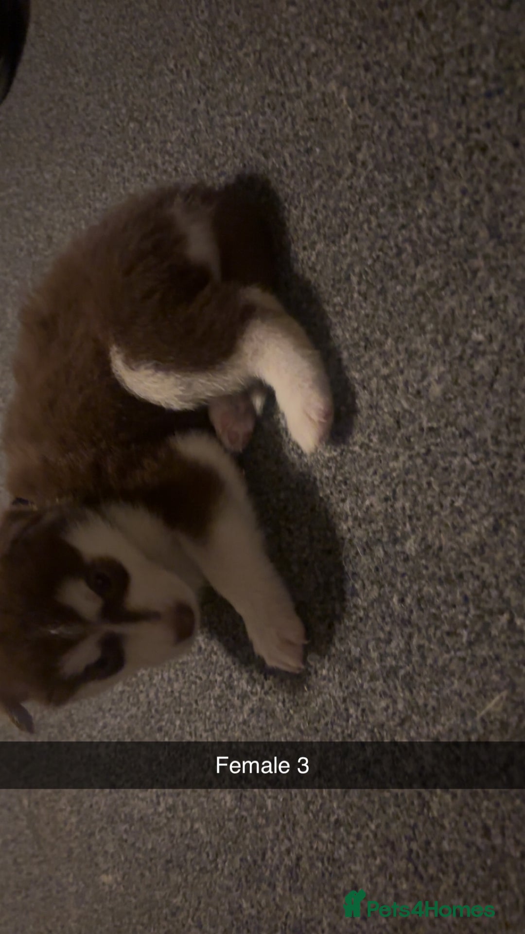 Siberian Husky dogs for sale: Beautiful husky pups 🔥 only 3 male pups left 🔥 - Advert 13