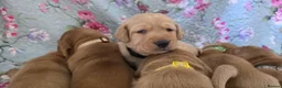 Labrador Retriever dogs for sale: Little Labradors, Ready for Their Next Adventure in Derby - Advert 17