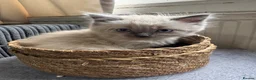 Ragdoll cats for sale: Eight-week-old Ragdoll kitten  - Advert 4