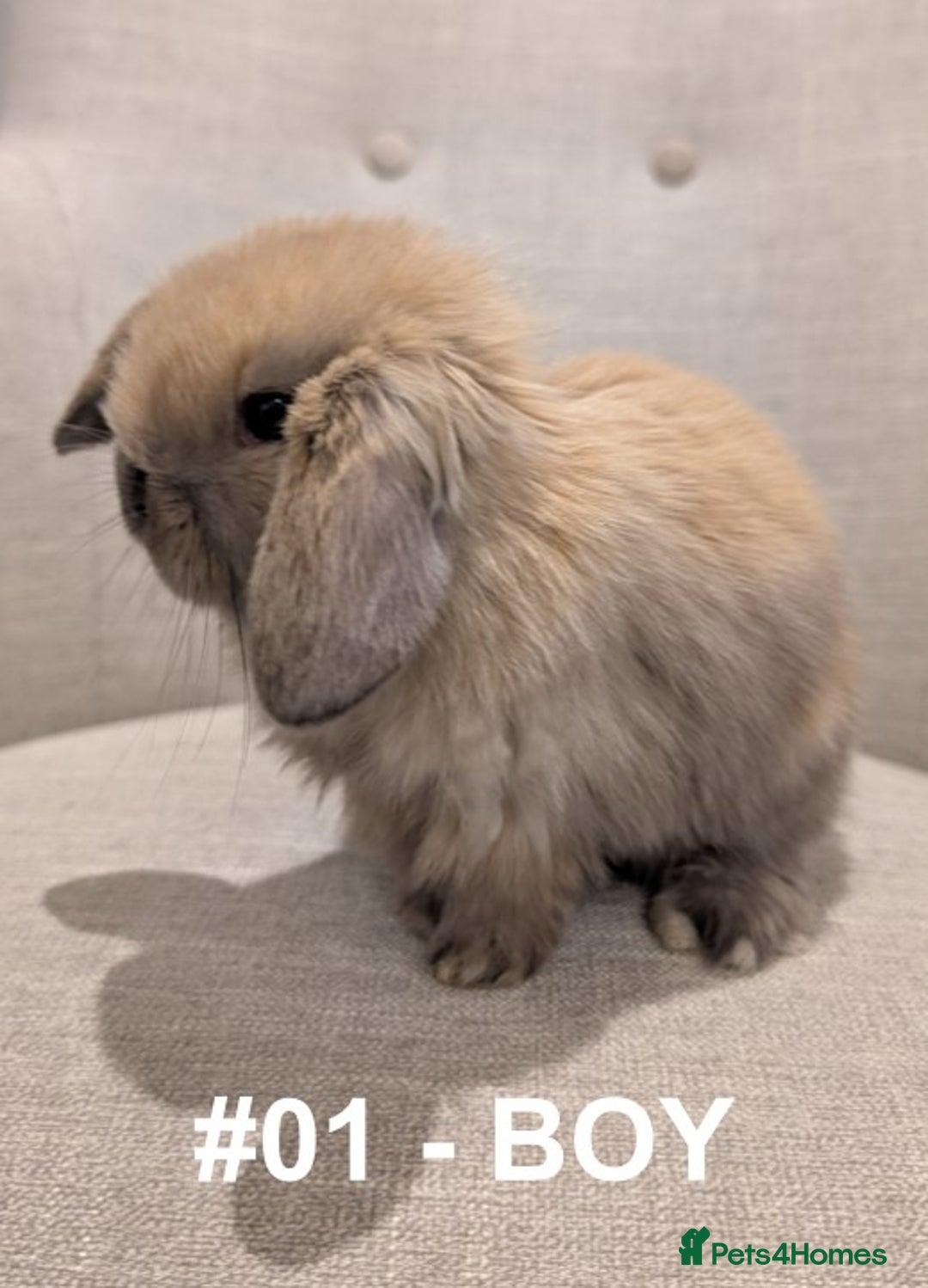 Mini Lop rabbits for sale: Exceptional Mini-Lops. Collect from: 15th January - Advert 4