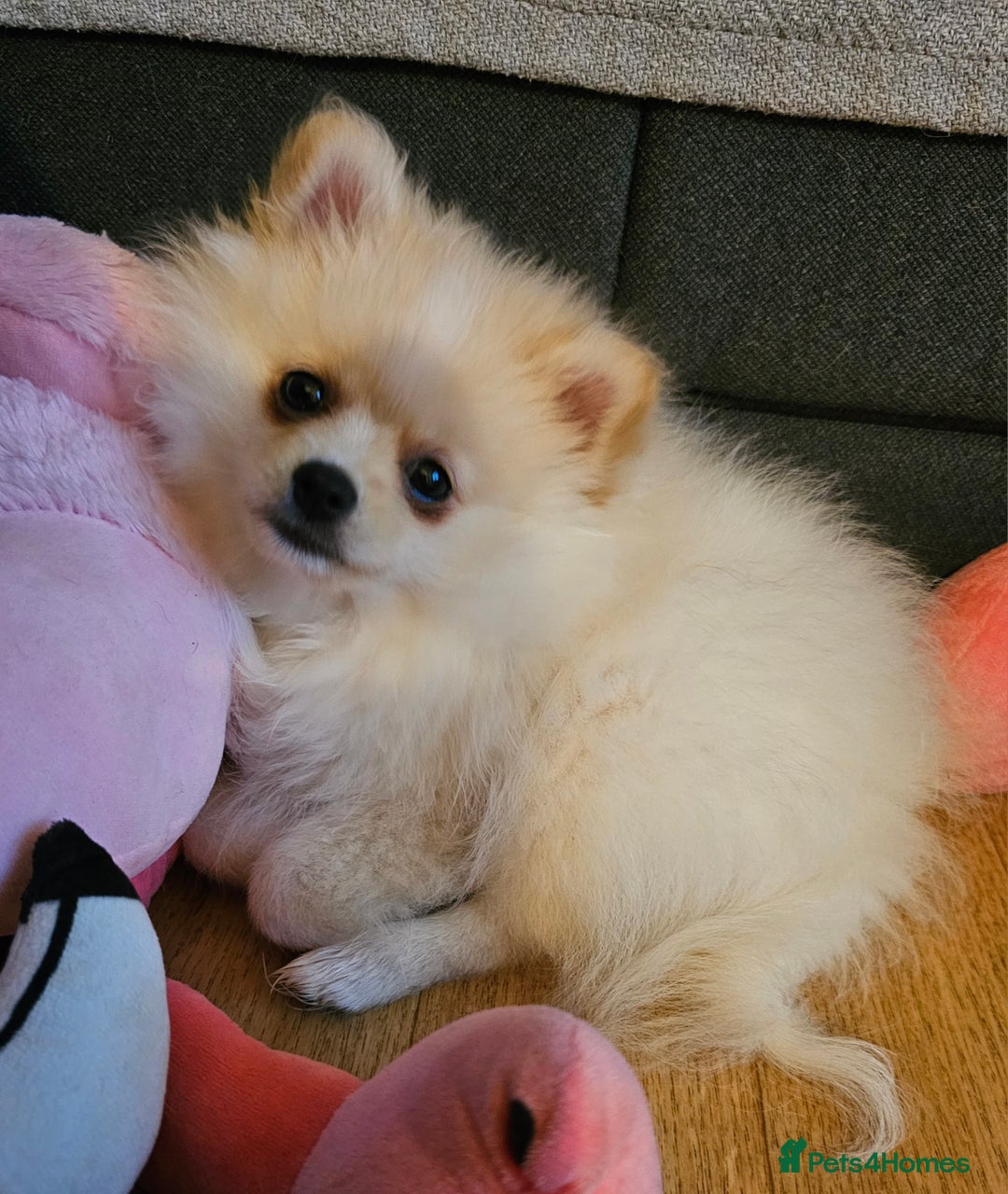 Pomeranian dogs for sale: 🐾 Beautiful Pomeranian Puppy Girl for Sale 🐾 - Advert 7