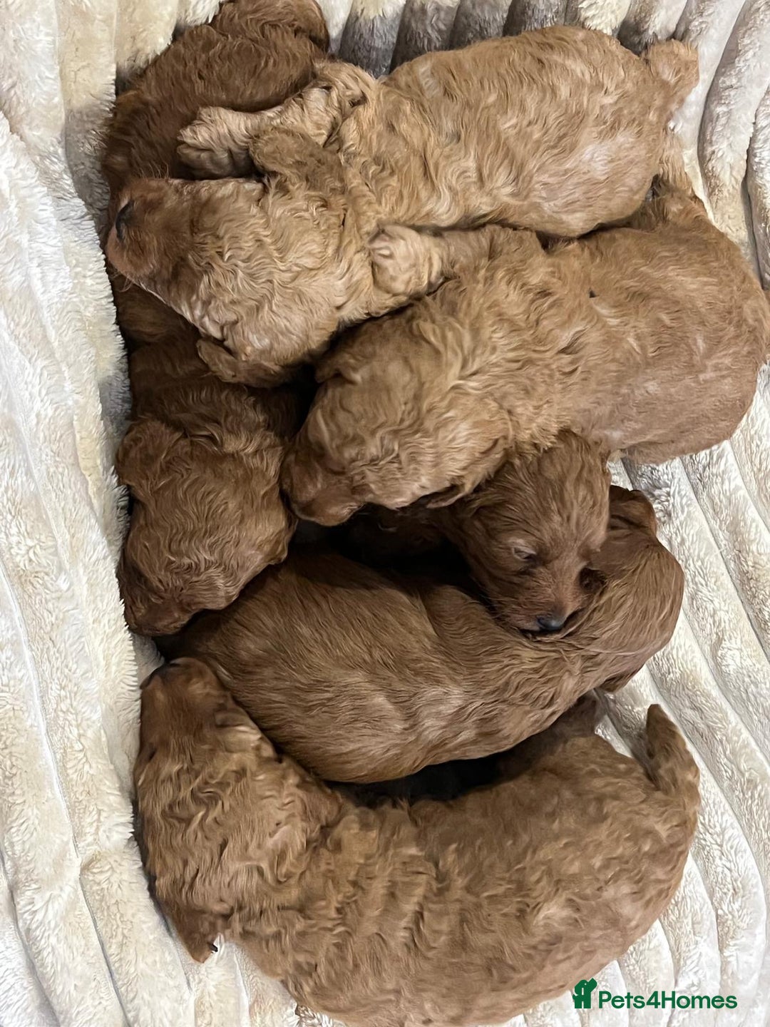 Cockapoo dogs for sale: Cockapoo puppy’s  - Image 4