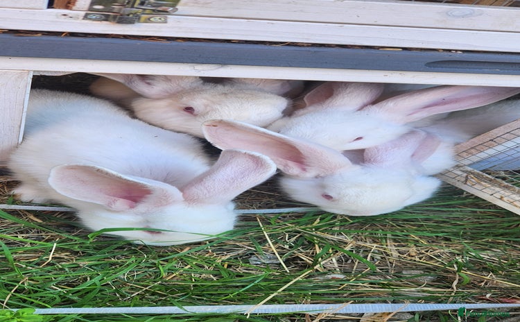 New Zealand rabbits - Advert 5