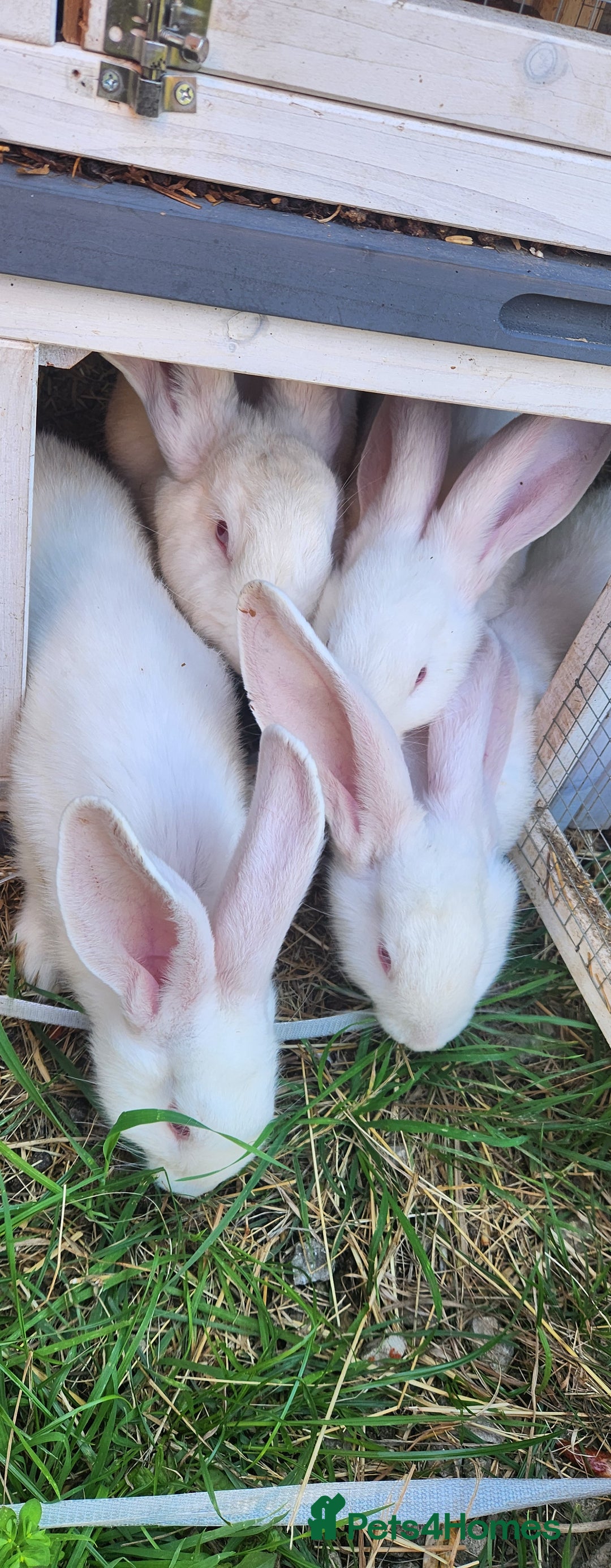 New Zealand rabbits for sale: New Zealand white rabbits For Sale  - Image 1