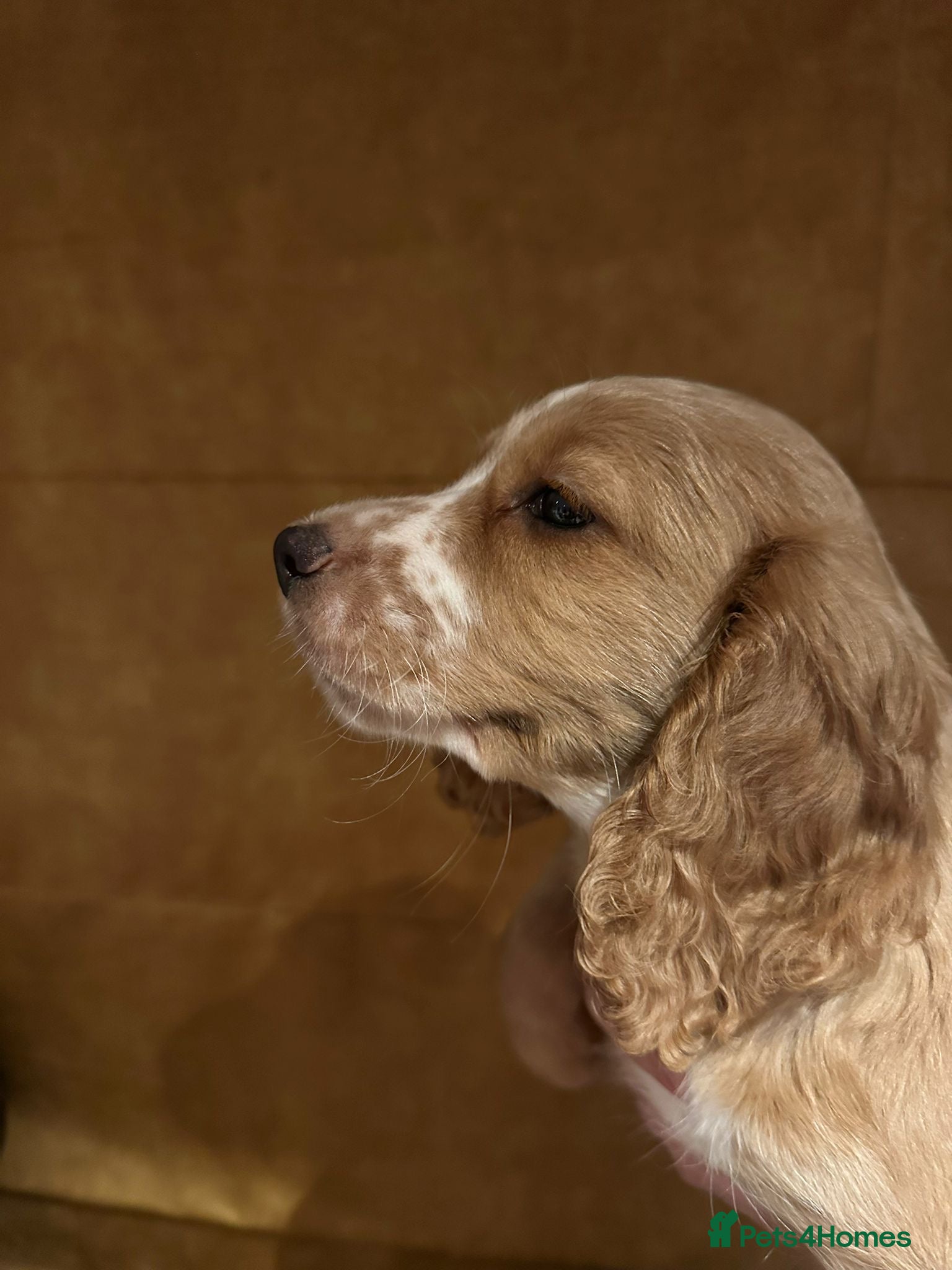 Cocker Spaniel dogs Cocker spaniel puppies - Advert 17