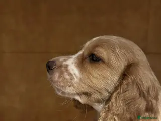 Cocker Spaniel dogs Cocker spaniel puppies - Advert 17