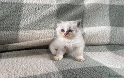 Ragdoll cats for sale: Ragdoll’s for sale!  - Image 3