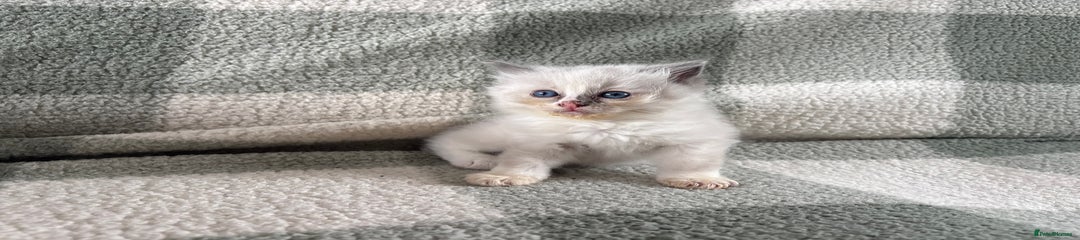 Ragdoll Kitten 1