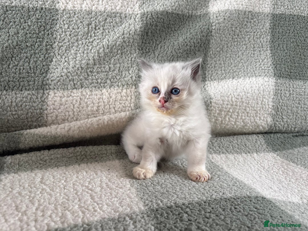 Ragdoll cats for sale: Ragdoll’s for sale!  - Image 3