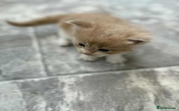 Maine Coon cats for sale: TICA Pedigree Maine Coon Kittens  - Image 13