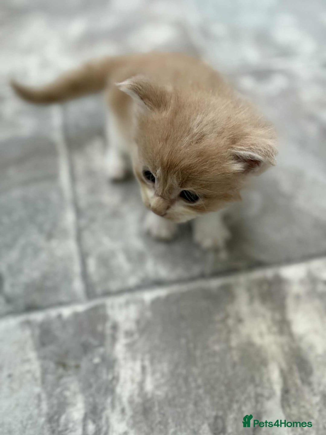 Maine Coon cats for sale: TICA Pedigree Maine Coon Kittens  - Image 13