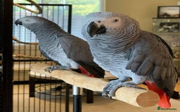 Parrots birds for sale: pretty gray couples from Gabon available - Image 2