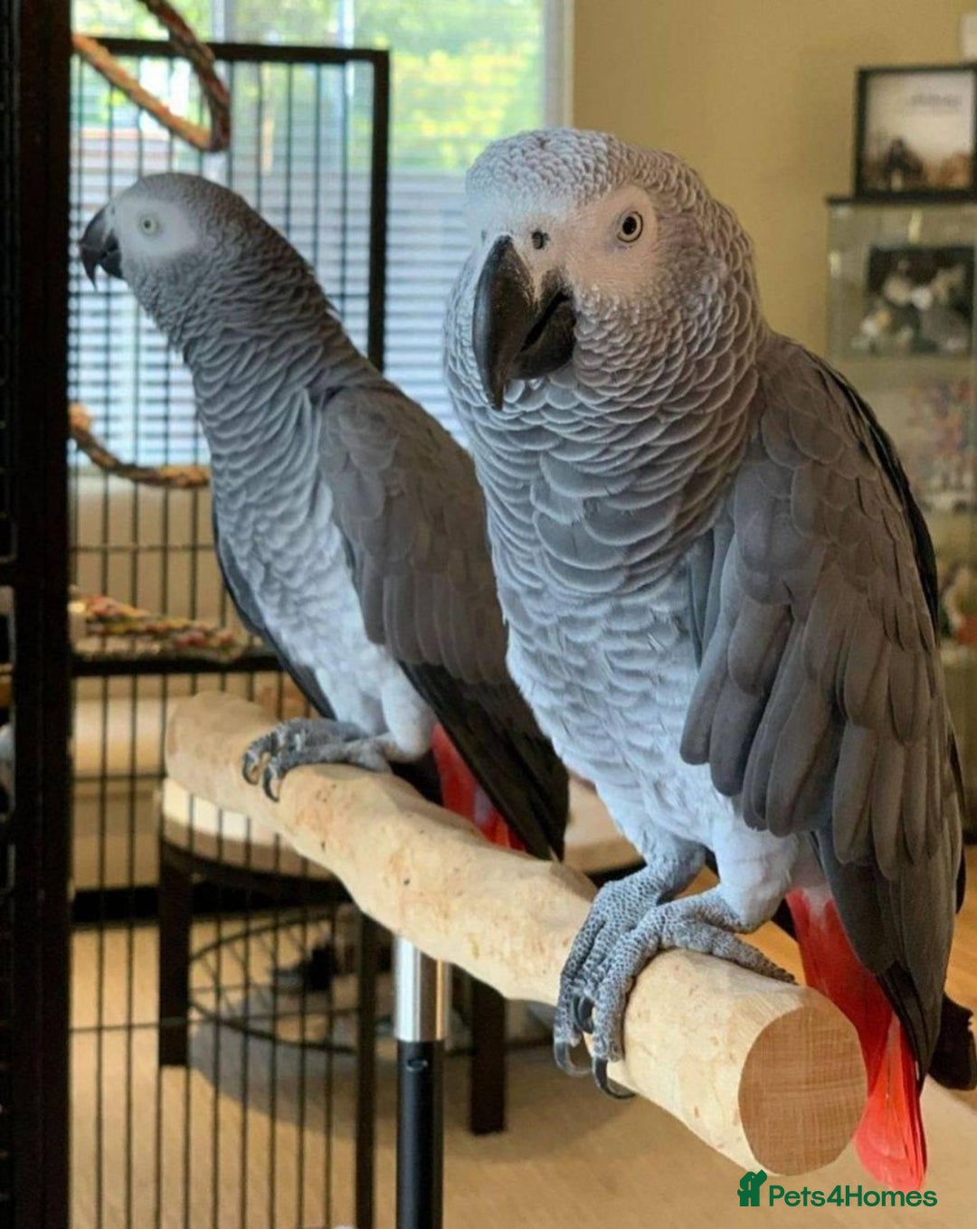 Parrots birds for sale: pretty gray couples from Gabon available - Image 2