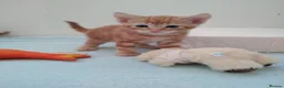 Mixed Breed cats for sale: 4 gingrer kittens for sale 3 male and 1 female  - Advert 3