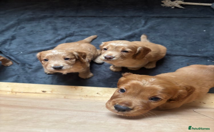 Cocker Spaniel dogs - Advert 12