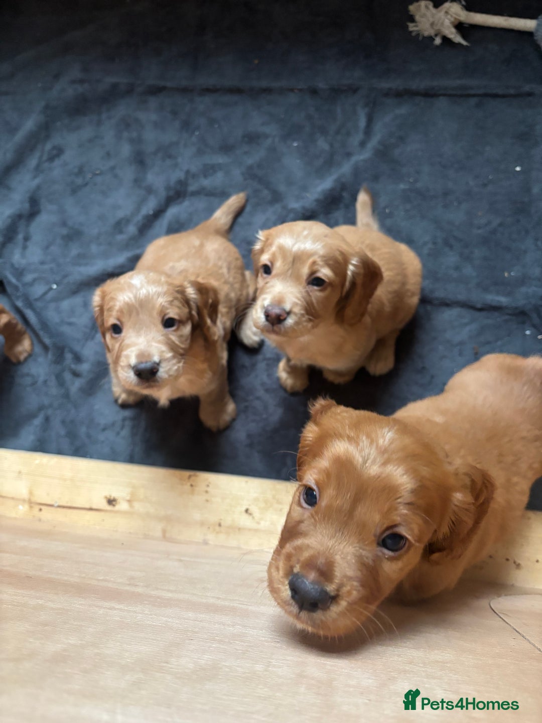 Cocker Spaniel dogs for sale: Working red cocker spaniel puppies for sale - Image 1