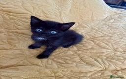 British Shorthair cats for sale: Pure British Shorthair Kittens Ready Now! - Image 21