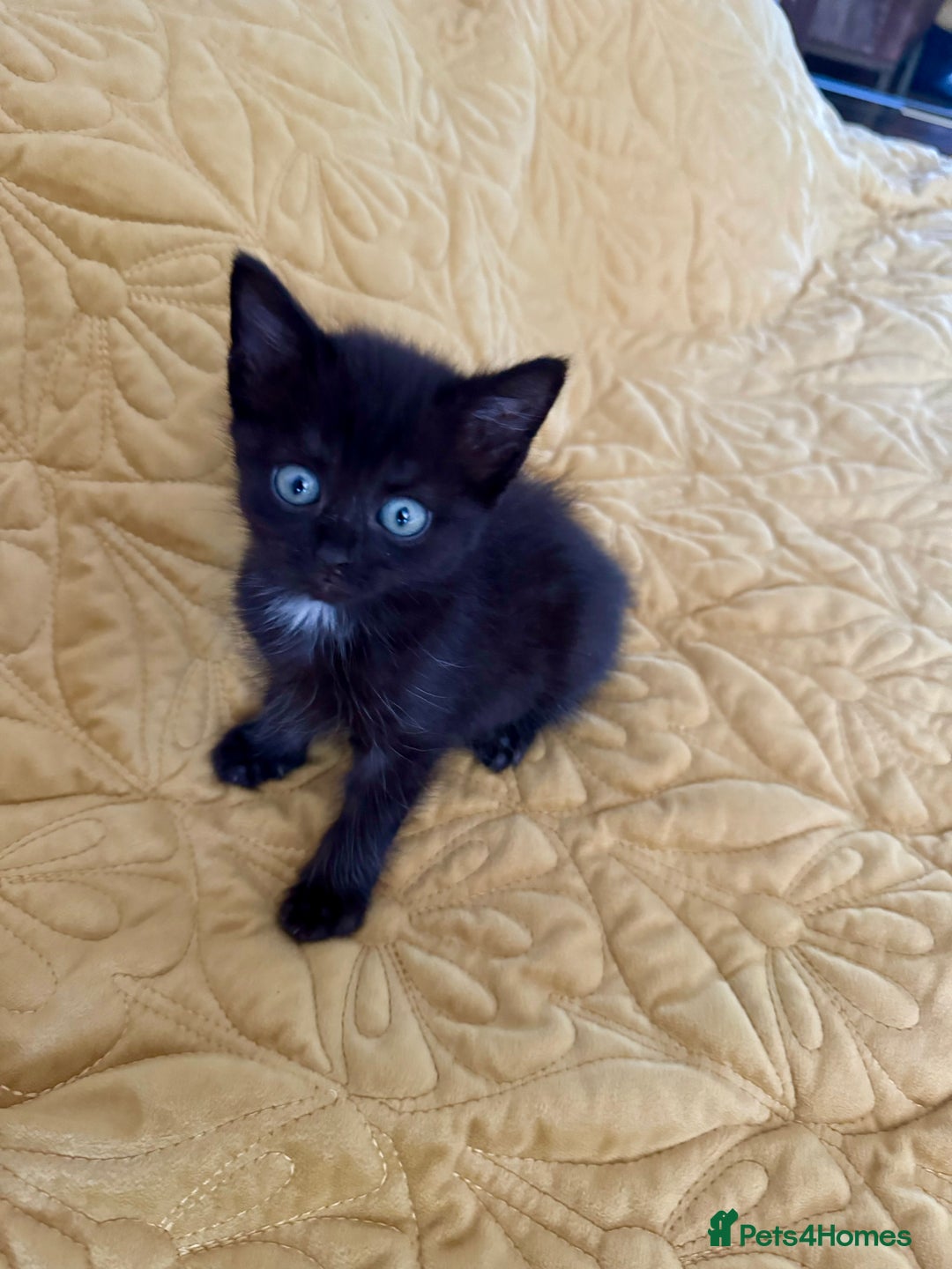 British Shorthair cats for sale: Pure British Shorthair Kittens Ready Now! - Image 21