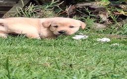 Labrador Retriever dogs for sale: Fifth generation pedigree pups  - Image 9