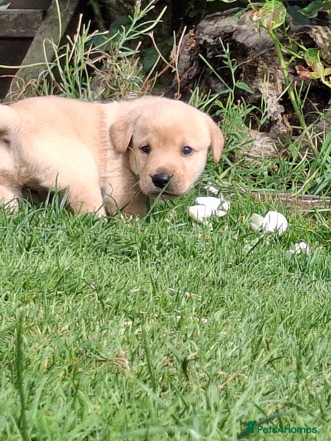 Labrador Retriever dogs for sale: Fifth generation pedigree pups  - Image 9