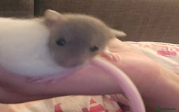 Rat rodents for sale: 5 girls and 3 boys available  - Image 8