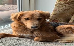 Mixed Breed dogs for adoption: Sweet Nathan Is looking for Love  - Image 6