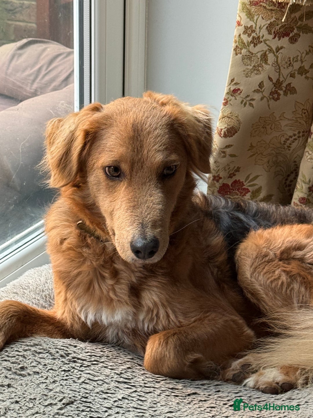 Mixed Breed dogs for adoption: Sweet Nathan Is looking for Love  - Image 6