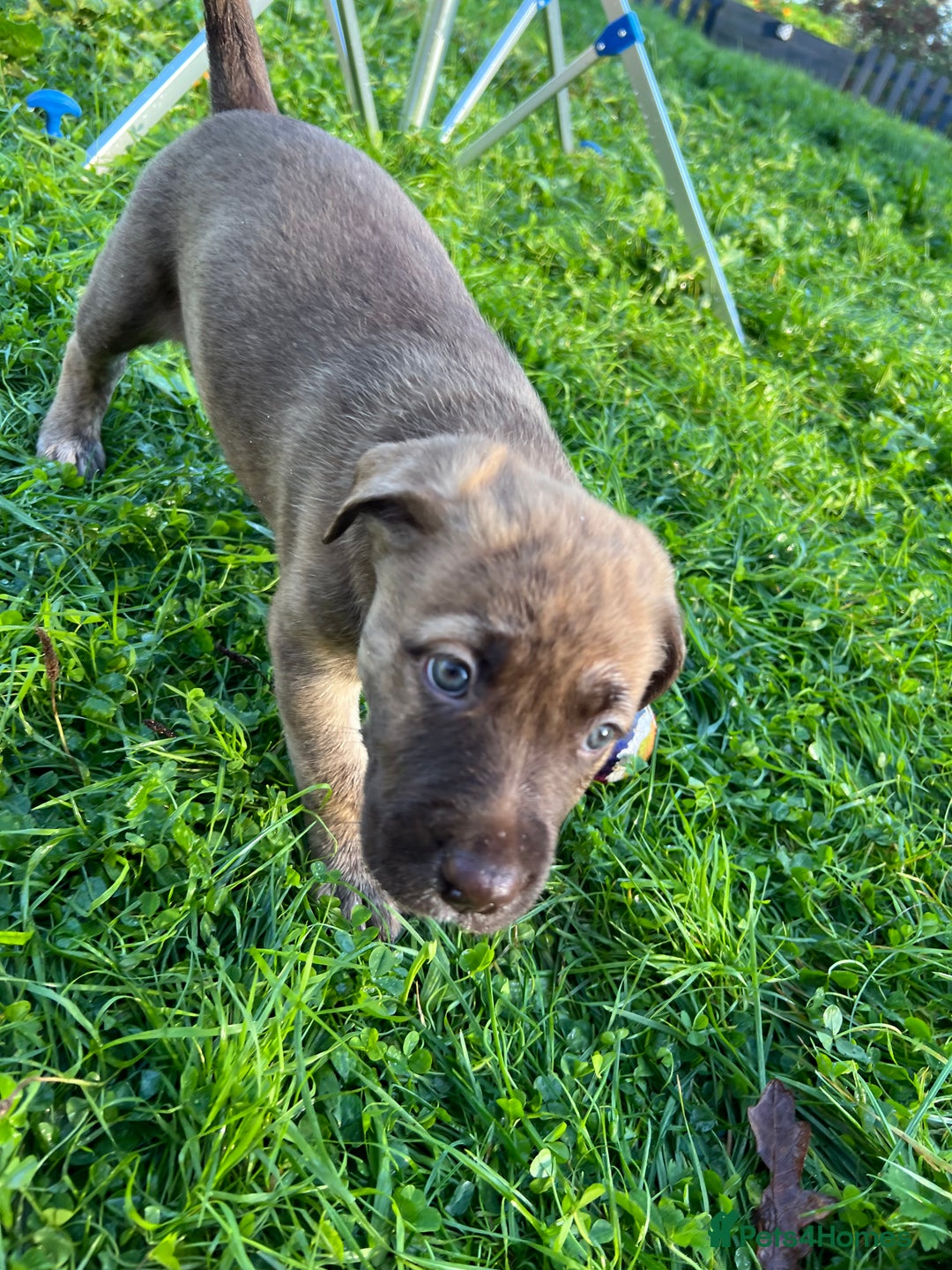 Mixed Breed dogs for sale: Staffy x Australian Kelpie  - Image 38