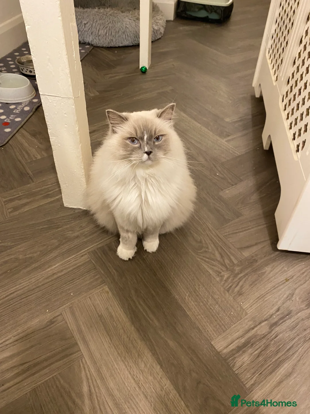 Ragdoll cats for sale: Gccf ragdoll male - Advert 5