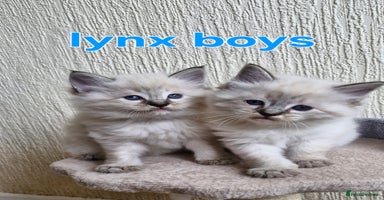 Ragdoll cats - Advert 8