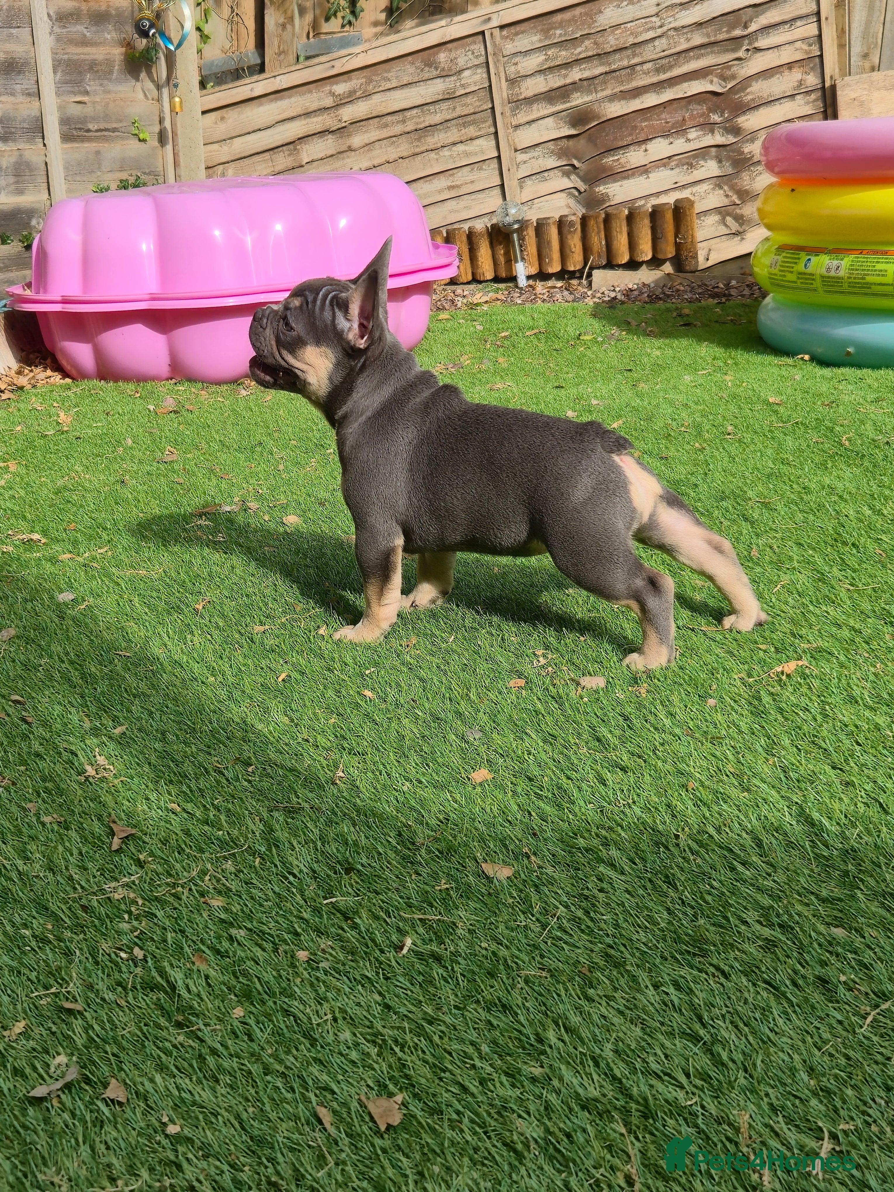 French Bulldog dogs French bulldog female ready leave - Advert 1