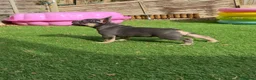 French Bulldog dogs for sale: French bulldog female ready leave - Advert 1