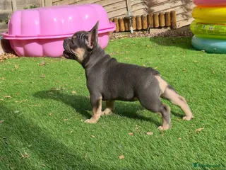 French Bulldog dogs French bulldog female ready leave - Advert 1