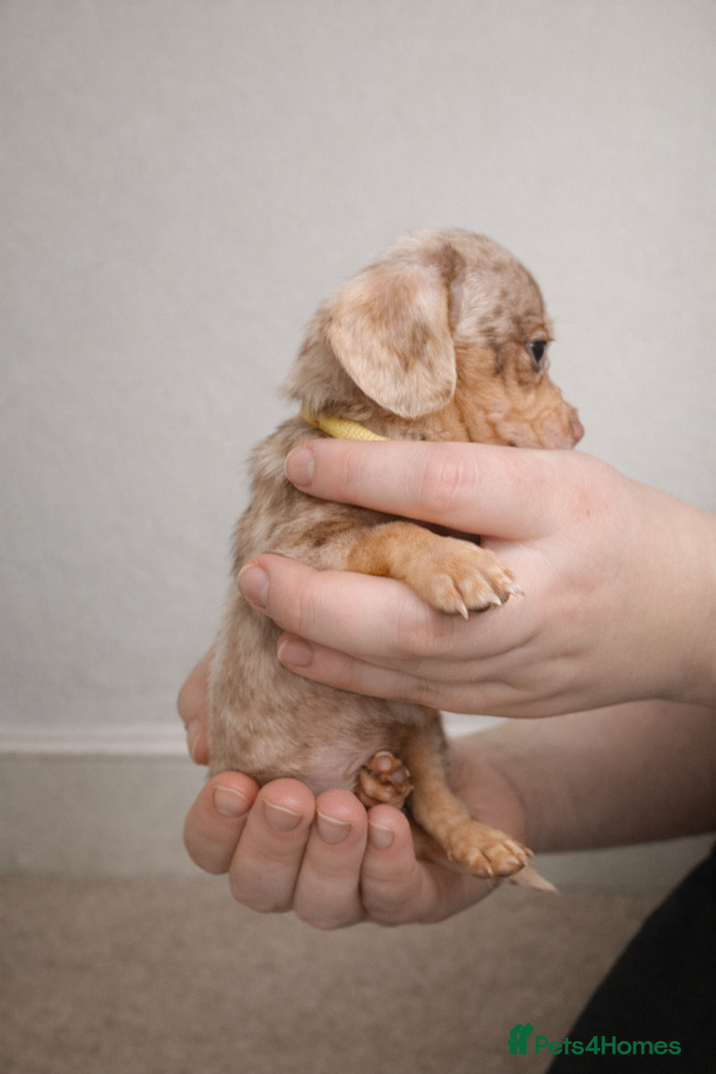 Miniature Dachshund dogs Miniature Dachshunds KC REG Dapple & Chocolate  - Advert 1