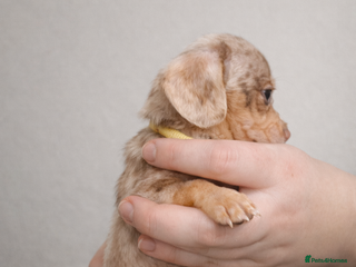 Miniature Dachshund dogs Miniature Dachshunds KC REG Dapple & Chocolate - Advert 5