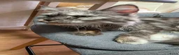 Maine Coon cats for sale: Maine coon Queen  - Advert 4