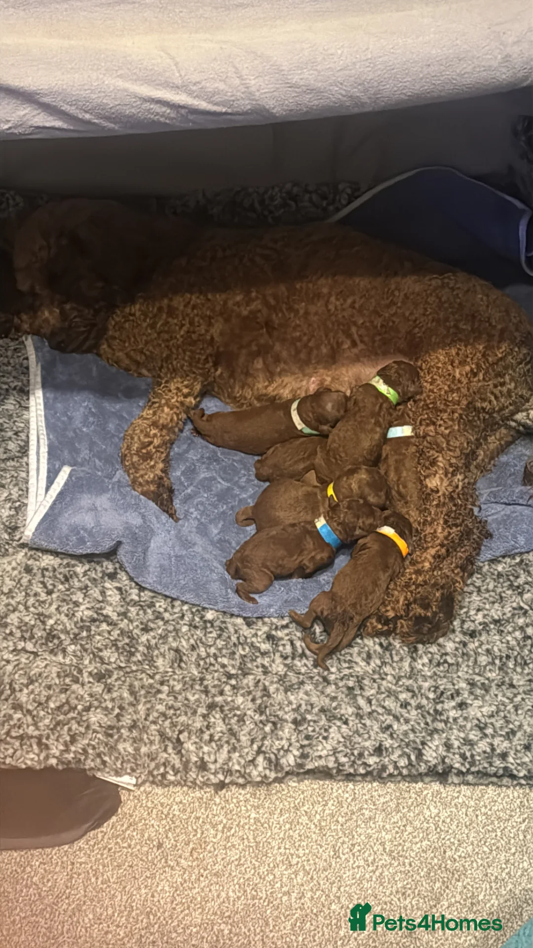 Cockapoo dogs for sale: RED cockapoo puppies ***available 23rd June  - Advert 2