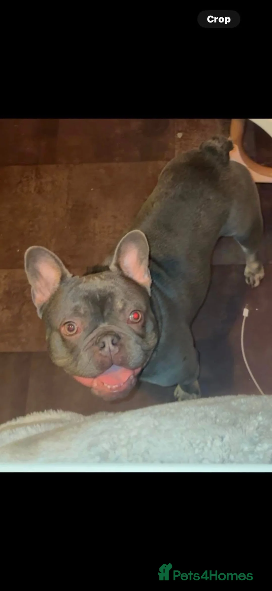 French Bulldog dogs for sale: Vinnie grey French bulldog - Advert 1