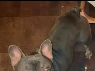 French Bulldog dogs Vinnie grey French bulldog - Advert 5