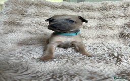 Mixed Breed dogs for sale: 3/4 Italian greyhound puppies  - Image 20