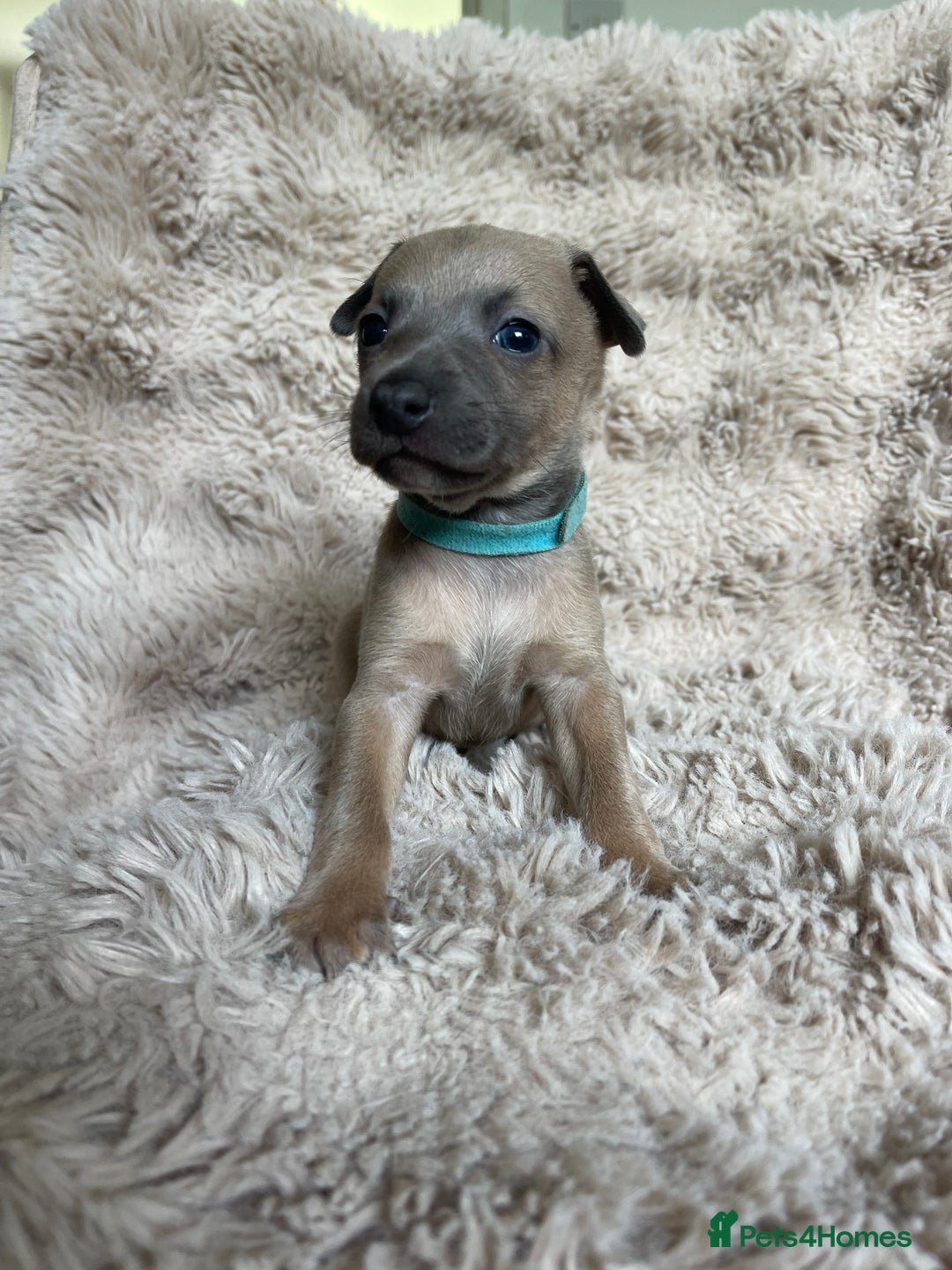 Mixed Breed dogs for sale: 3/4 Italian greyhound puppies  - Image 20