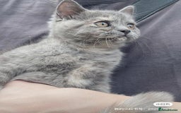 British Shorthair cats for sale: British Shorthair Kittens Looking for Loving Homes - Image 6