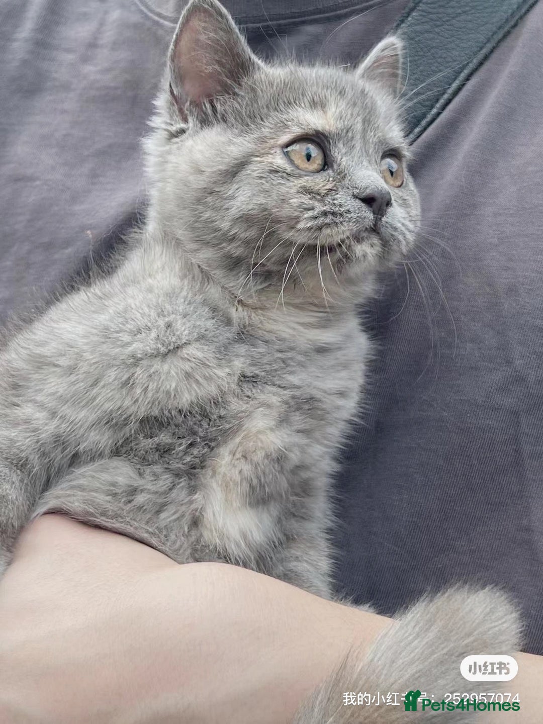 British Shorthair cats for sale: British Shorthair Kittens Looking for Loving Homes - Image 6