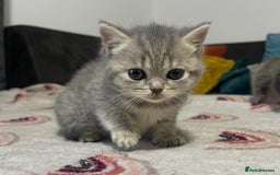 British Shorthair cats for sale: British shorthair kittens responsibly bred - Image 2