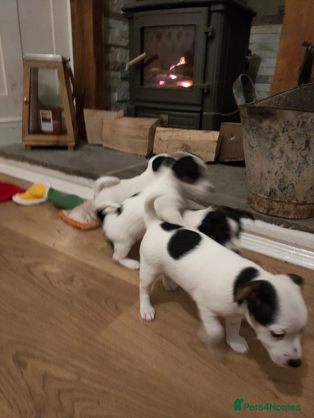 Jack Russell dogs for sale: Short legs Jack Russell  - Advert 10