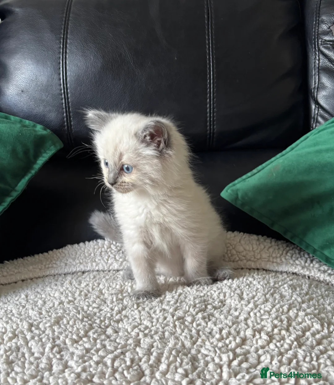 Ragdoll cats for sale: Pure Bread Ragdoll Kittens - Advert 11