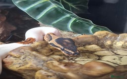 Snake reptiles for sale: 9 month old royal python plus complete set up - Image 18