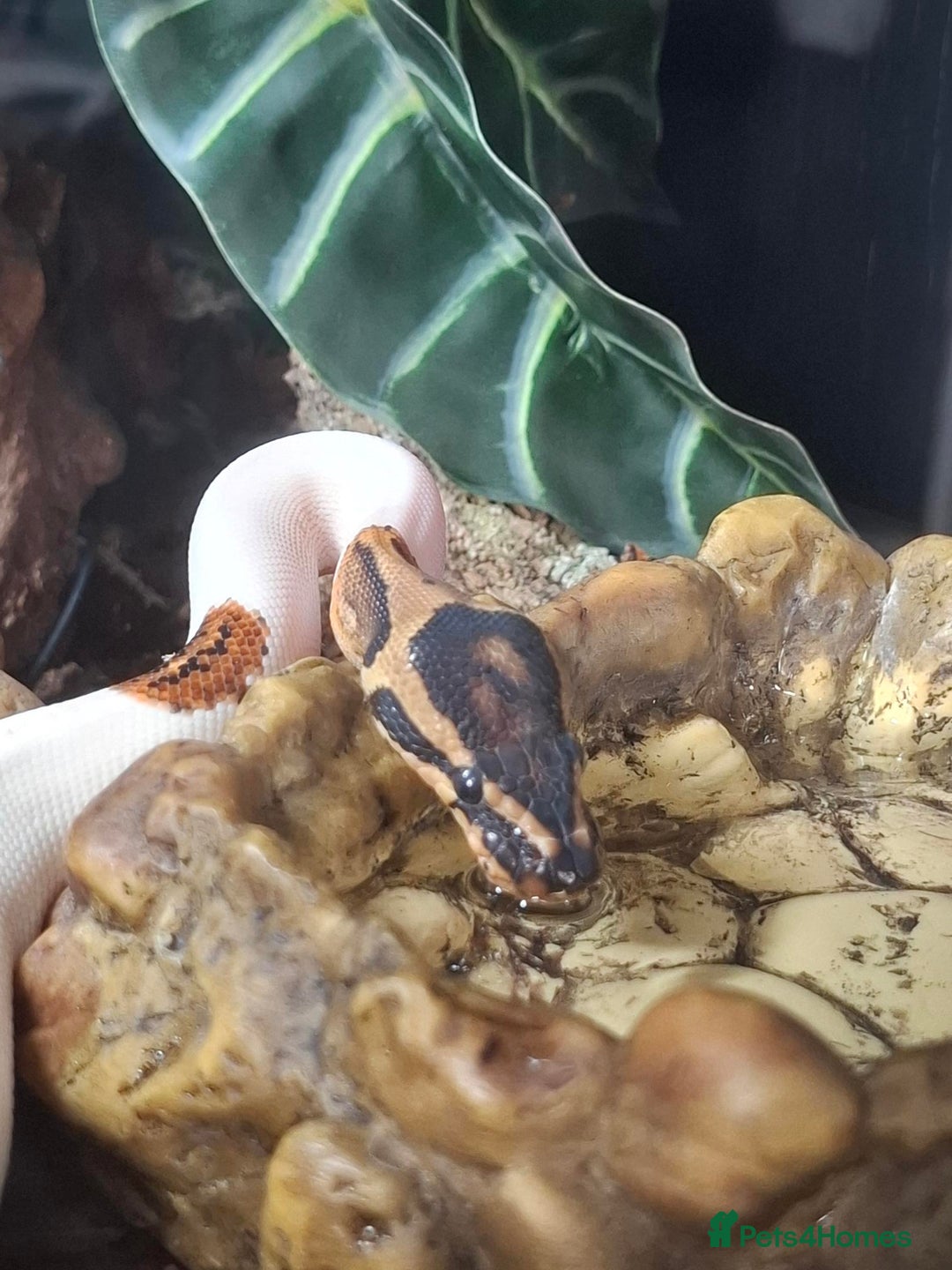 Snake reptiles for sale: 9 month old royal python plus complete set up - Image 18