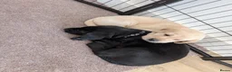 Labrador Retriever dogs for sale: Yellow and black Labrador puppies  in Cambridge - Advert 4