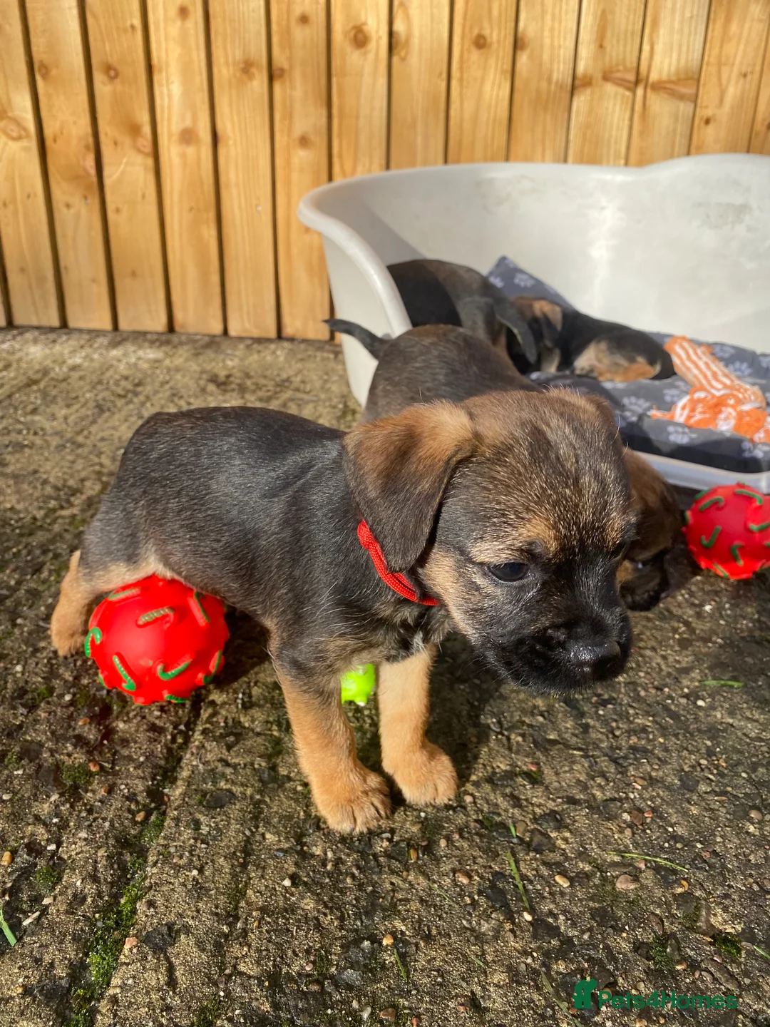 Border Terrier dogs for sale: ⭐️BORDER TERRIER PUPPIES  - Advert 36